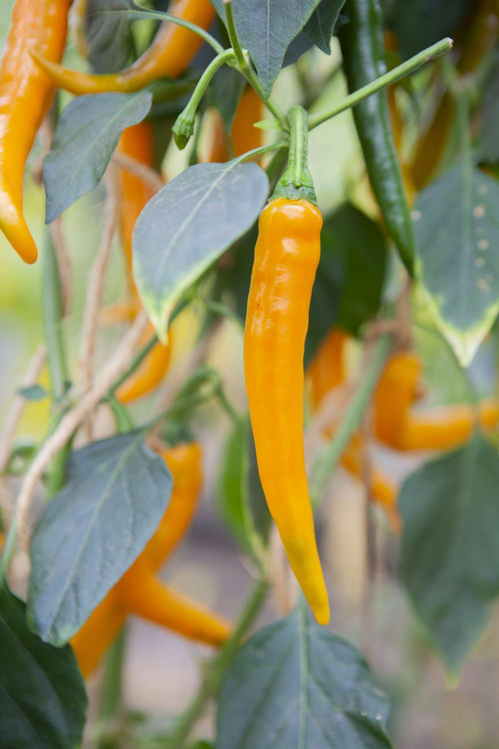 Chili 'Koh Tao' (BIO frö)